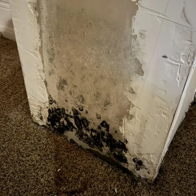 Professional Mold Removal in Clanton, AL